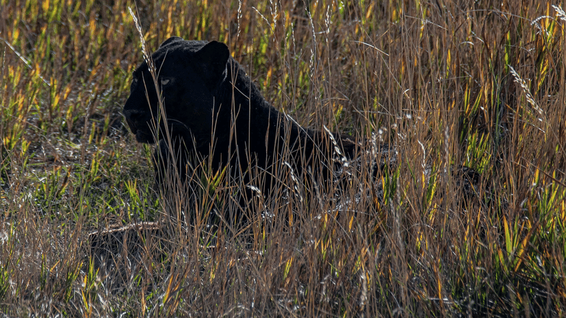A close up shot of a black panther sitting in a grassland looking into the distance.