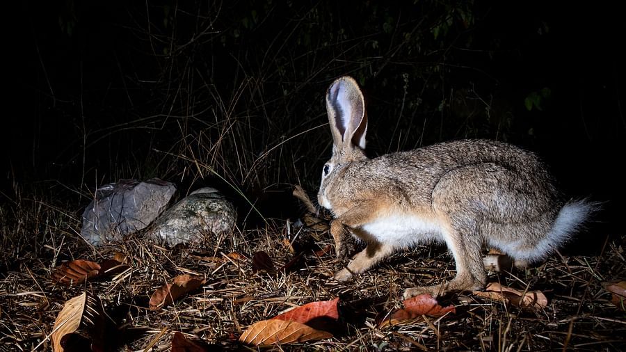 A photo of a hare sitting on the ground with the dry grass and leaves.