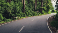 A winding road curves through a dense forest of tall, slender trees, creating a pathway into the depths of nature.