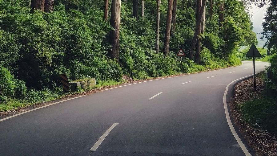 A winding road curves through a dense forest of tall, slender trees, creating a pathway into the depths of nature.