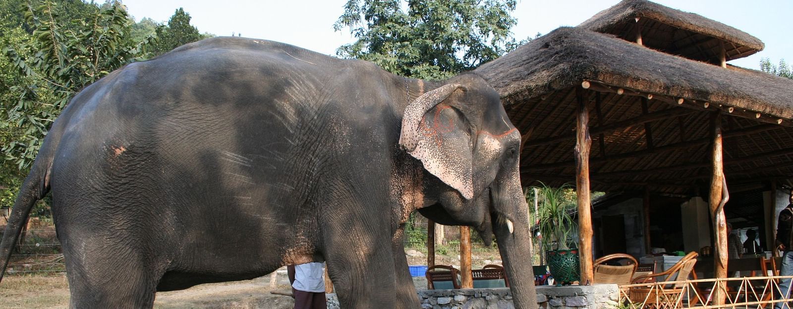 Image with an elephant standing near a tent, captured in the day light.