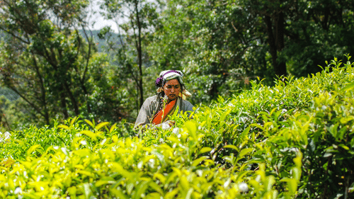 A tea plantation worker in a traditional outfit stands amidst vibrant green tea bushes.