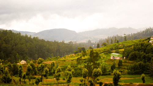 Wallwood Garden - 19th C, Coonoor  Coimbatore
