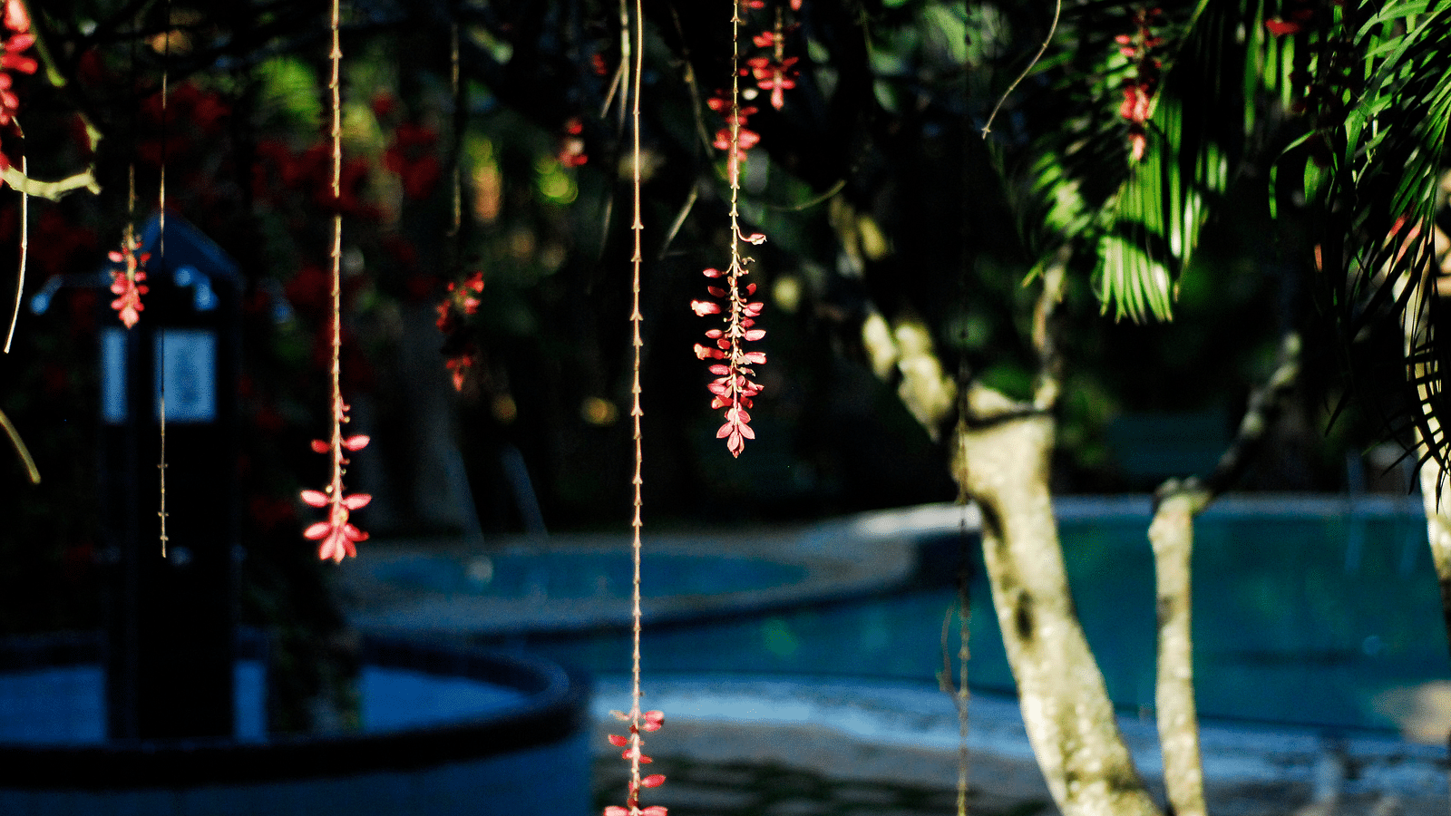 An image of hanging decorative pieces from a tree with the swimming pool in the background at Hoysala Village Resort, Hassan