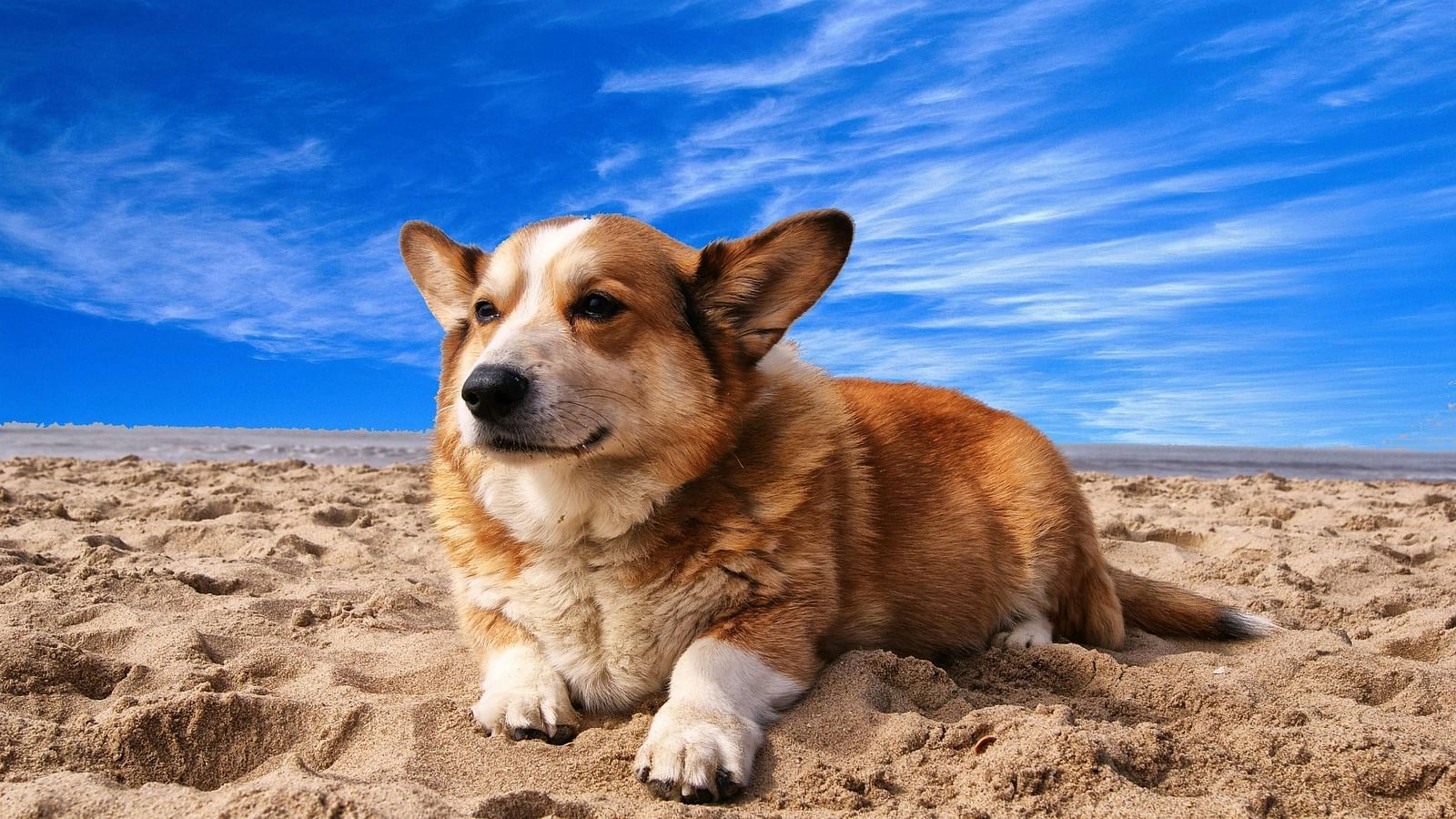 A dog sitting on beach sand and blue sky behind.