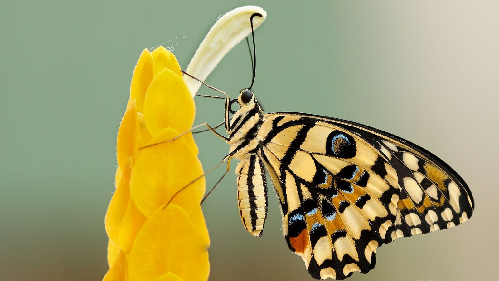 a close up shot of a butterfly sitting on a flower bud with the background blurred
