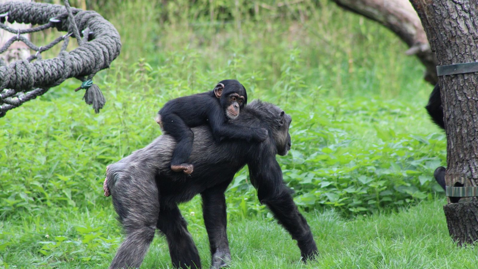 A mother Bonobo carrying its child on its back in the forest with tree trunks in view.