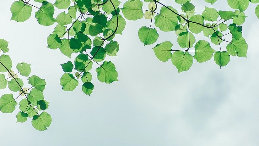 pexels-min-an-1131458