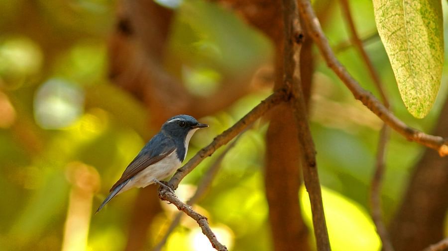 Ultra Marine Flycatcher-Reni Pani Jungle Lodge-bird watching at reni pani