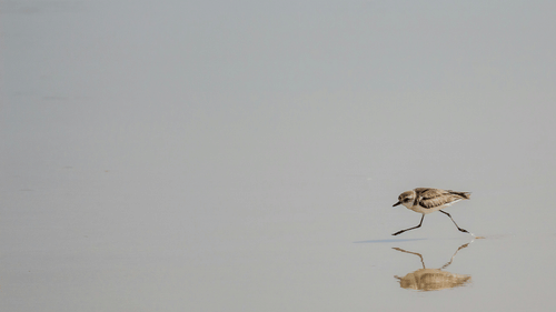 a bird walking on the shoes of Colva Beach with its reflection showing up below it