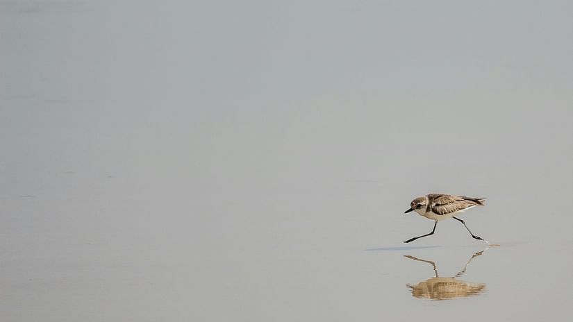 a bird walking on the shoes of Colva Beach with its reflection showing up below it