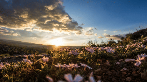 Wildflowers in focus with a sunlit valley and cloudy sky in the background