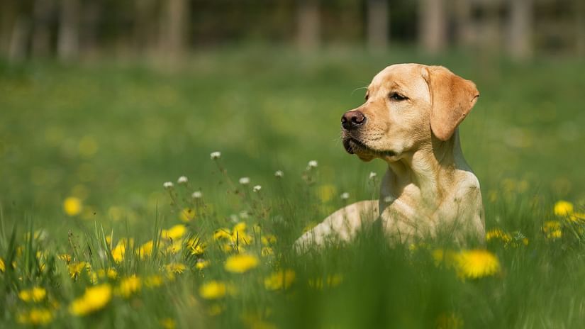 Yellow Labrador Retriever laying in a field of dandelions.