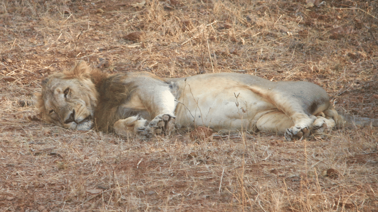 This Month in Wildlife Sightings Feb2022, Aramness 13