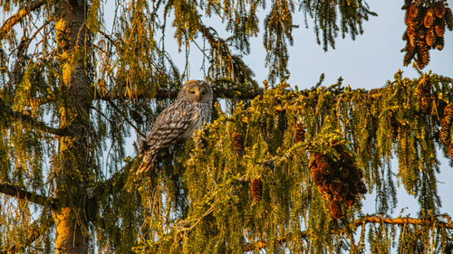 brown owl perched on tree branch