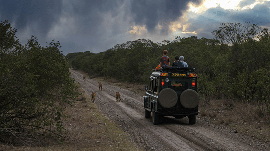 A jeep carrying several tourists in it driving on a forest track with other wildlife, with a heavily cloudy sky in the background.