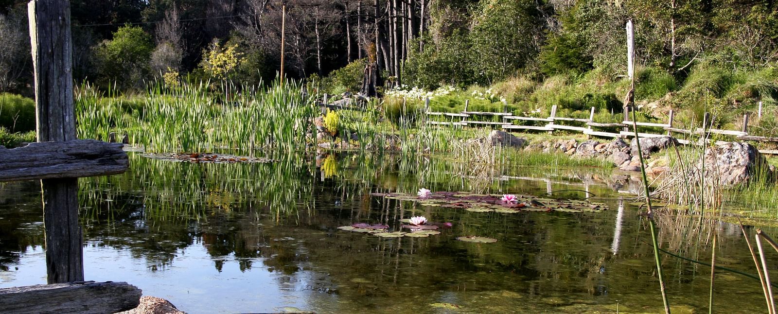 A wide angle image of a pond at Brewery Gluch Inn & Spa surrounded by greenery