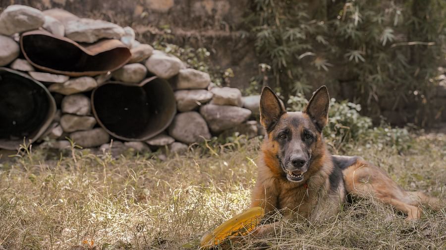 A dog near a pile of rocks in a natural setting with trees in the background.