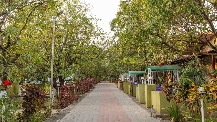 A tree-lined paved walkway leading to various cottages at Daksh Resort and Amusement Park.