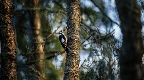 A bird clings to the bark of a tree during a nature walk at Heritage Village Resorts & Spa, Goa.