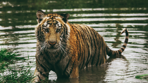 A Bengal tiger standing waist-deep in ripples of dark water with grass patches nearby, staring intently ahead with its tail curled upward.