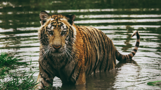 A Bengal tiger standing waist-deep in ripples of dark water with grass patches nearby, staring intently ahead with its tail curled upward.