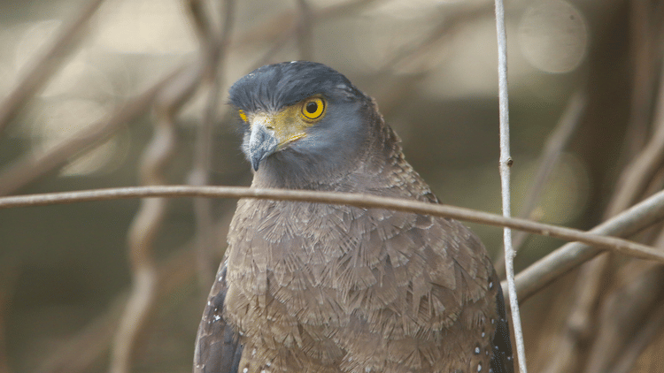 This Month in Wildlife Sightings Feb2022, Aramness 3