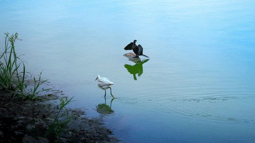 Birds taking flight above still water near a quiet shoreline.