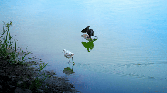 Birds taking flight above still water near a quiet shoreline.