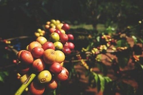 Coffee berries on a branch.