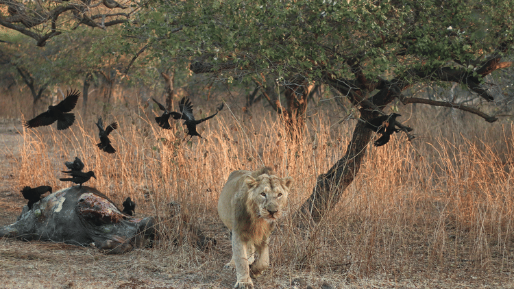 This Month in Wildlife Sightings Feb2022, Aramness 14