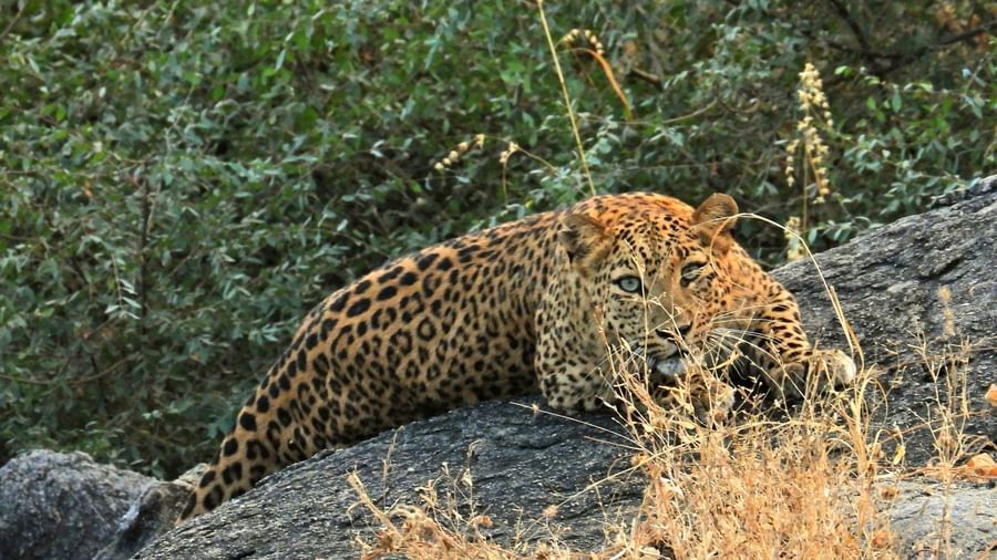 Leopard lying down on a rock, facing camera in the day light with vegetation around.