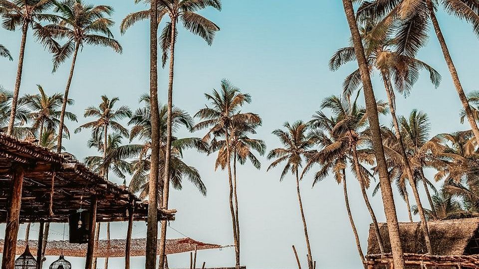 A lot of Palm trees in front of a beach