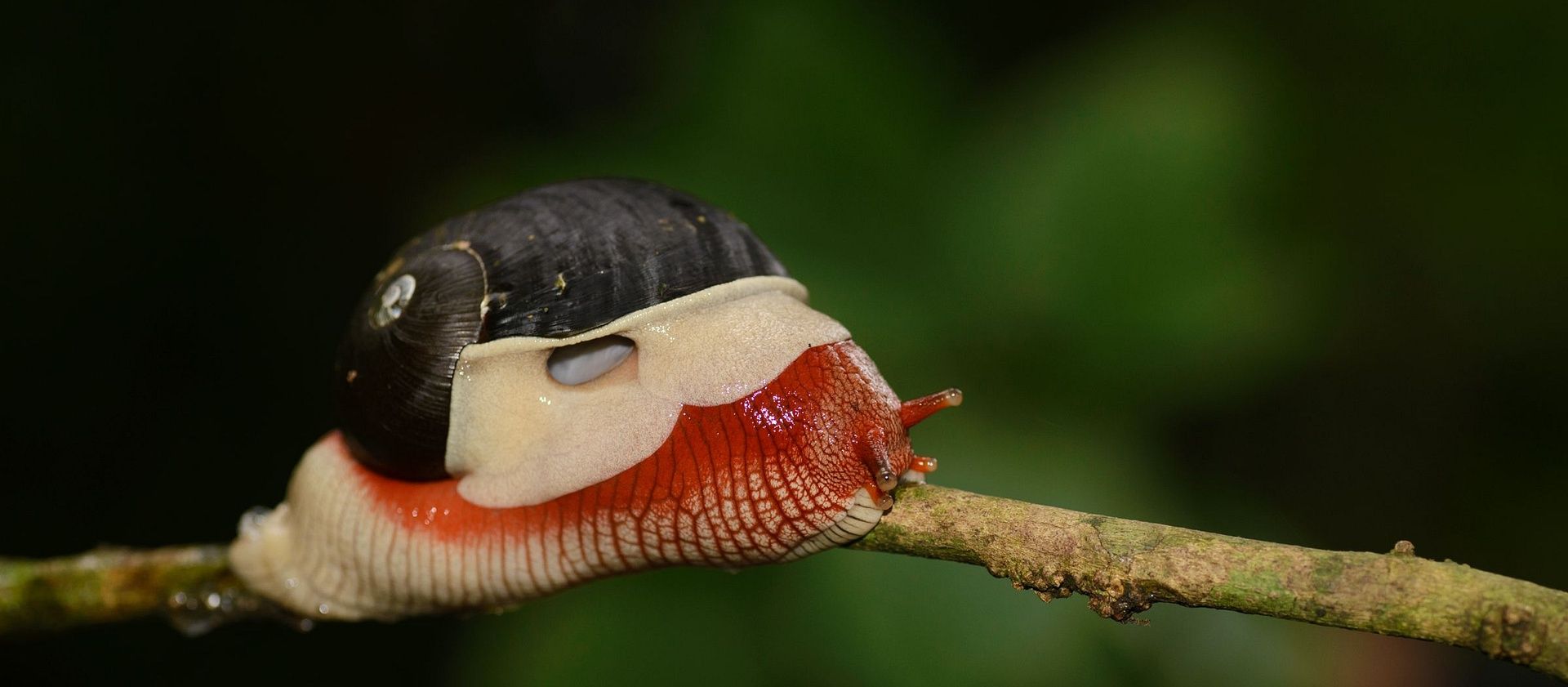 Indrella ampulla red snail by Santosh Saligram