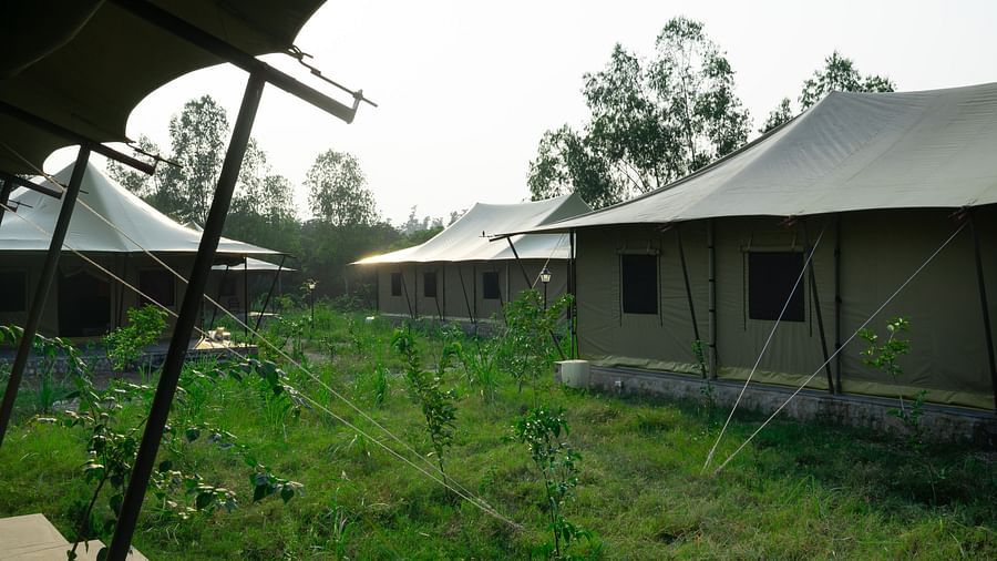 An image of the tents covered in lush greenery - Aalia Jungle Resort & Spa