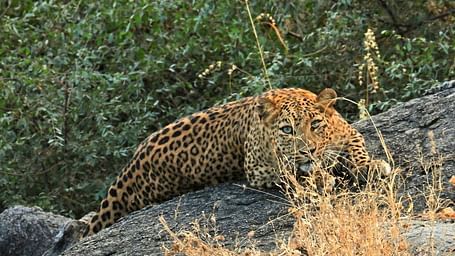 Leopard lying down on a rock, facing camera in the day light with vegetation around.
