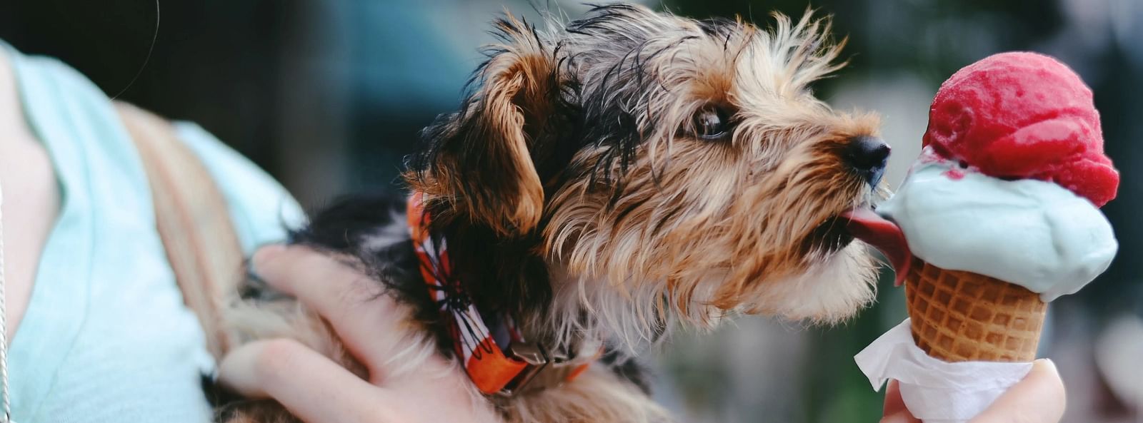 Small dog licking an ice cream cone held by a person.