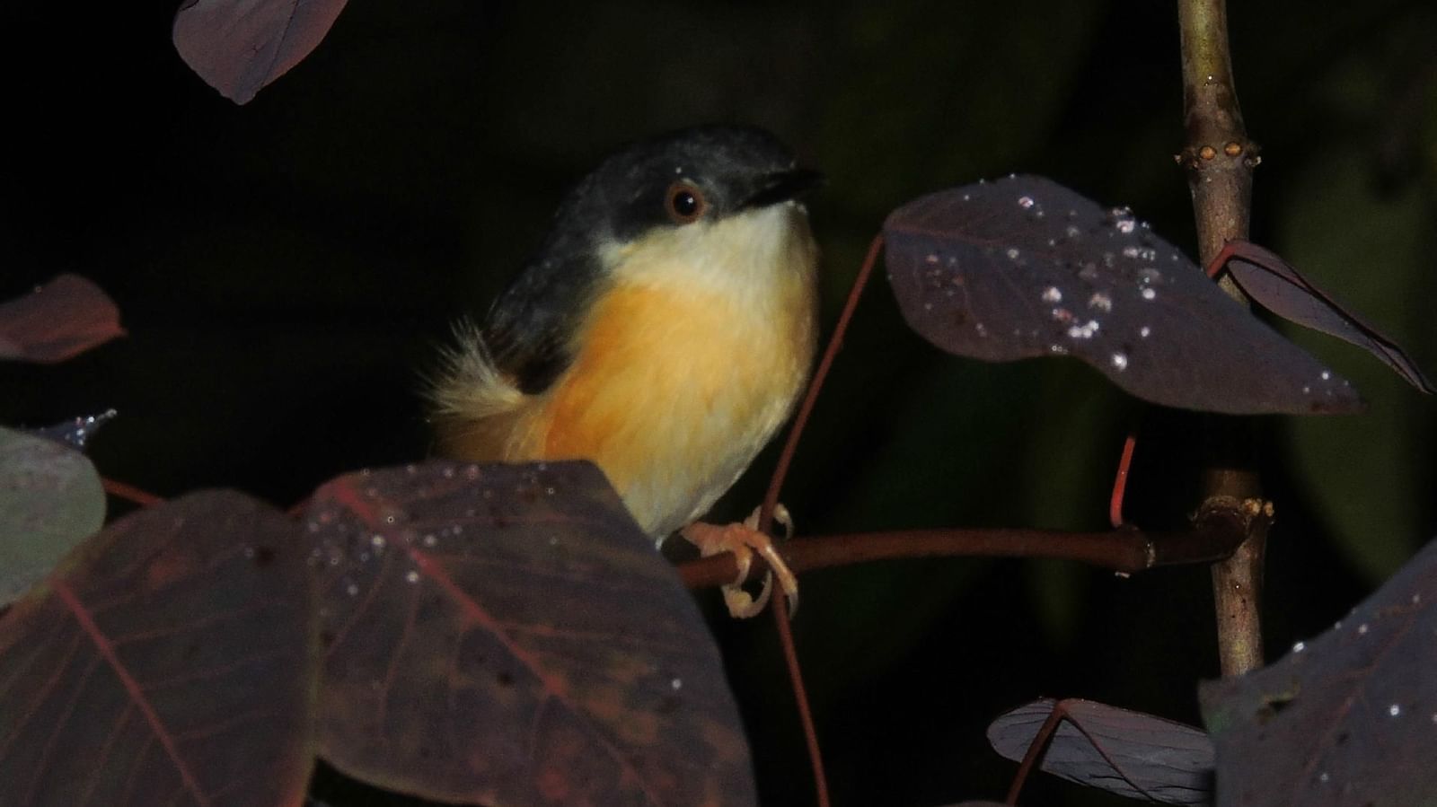 A close up of a small fluffy yellow bird sitting in the middle of the bushes during the night - Hoysala Village Resort, Hassan.