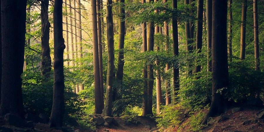 Tranquil forest scene with a winding path through tall, slender trees bathed in soft sunlight filtering through the foliage, highlighting the peacefulness of the woods.
