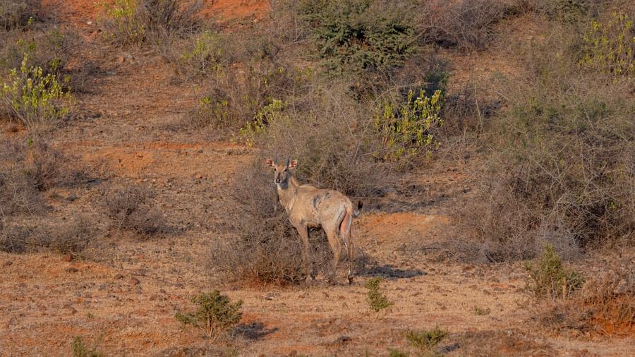 A lone Nilgai (blue bull) standing alert amidst dry scrubland and sparse thorny vegetation in a semi-arid landscape at Utsav Camp Sariska.