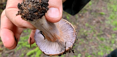 A person's hand holding a mushroom with a broad, flat cap and a short stem, with a forest floor visible in the background.