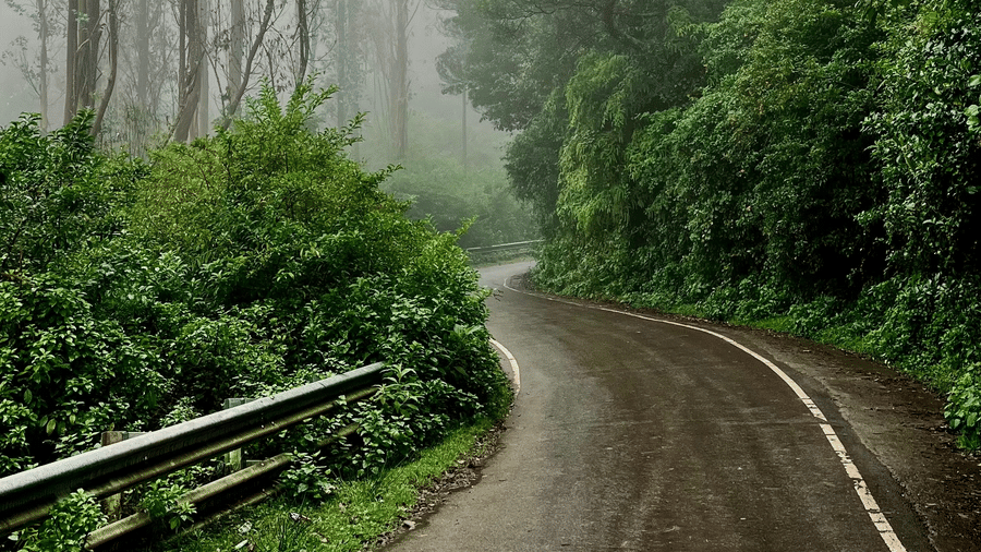 Foggy road lined with tall trees and guardrails on the route from Bangalore to Chikmagalur.