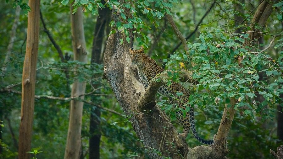 Jaguar at Kabini Wildlife Sanctuary