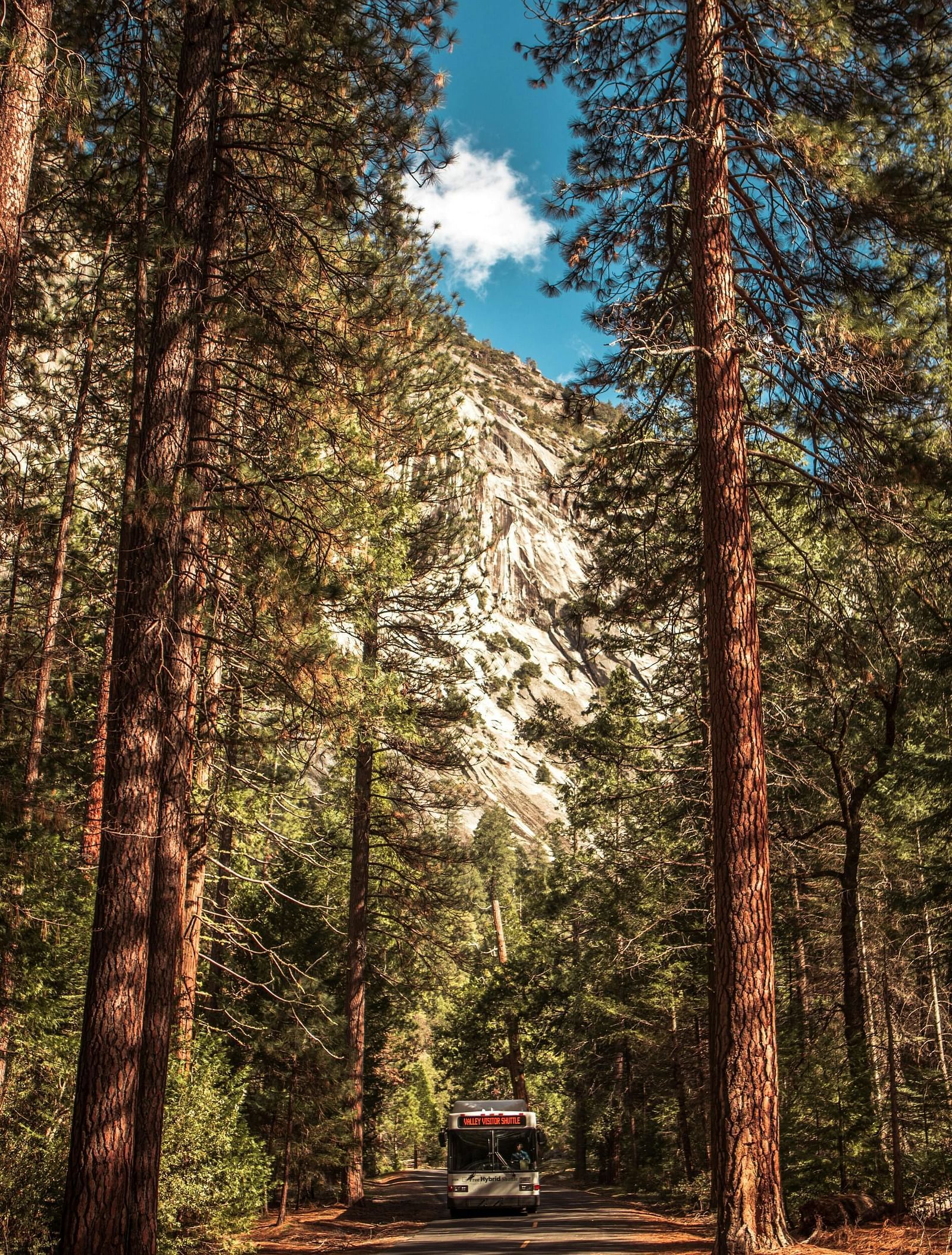 An image of a trail lined by tall trees