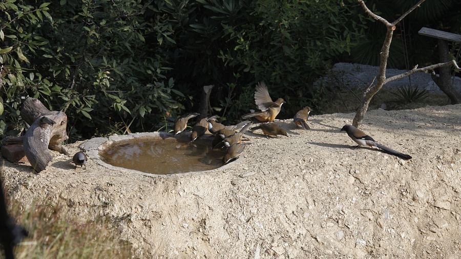 A bird pond nestled amidst lush foliage - BluSalzz Escapade - Anant Rasa Resort