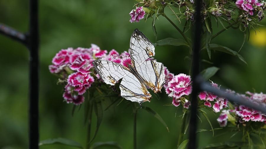 A butterfly perched on vibrant pink flowers - BluSalzz Escapade - Anant Rasa Resort