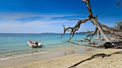 An overview of Elephant Beach with a boat floating near the shore and a broken tree next to it.