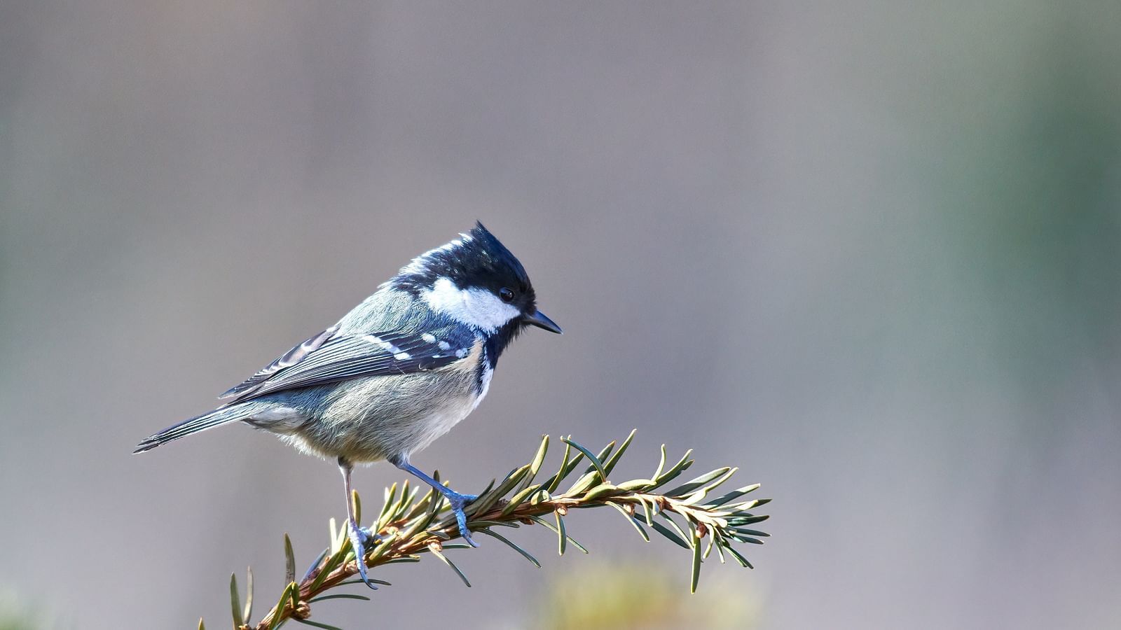 Small bird perched on a branch with delicate leaves in the background.