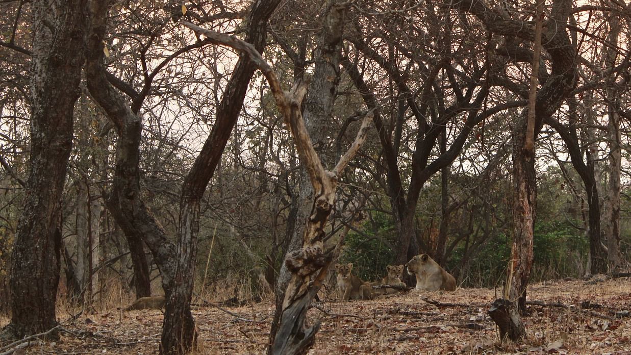 image of forest