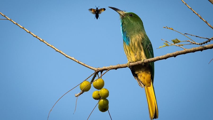 A photo of a bird perched on a branch, with a bee flying towards it, captured in a day light.